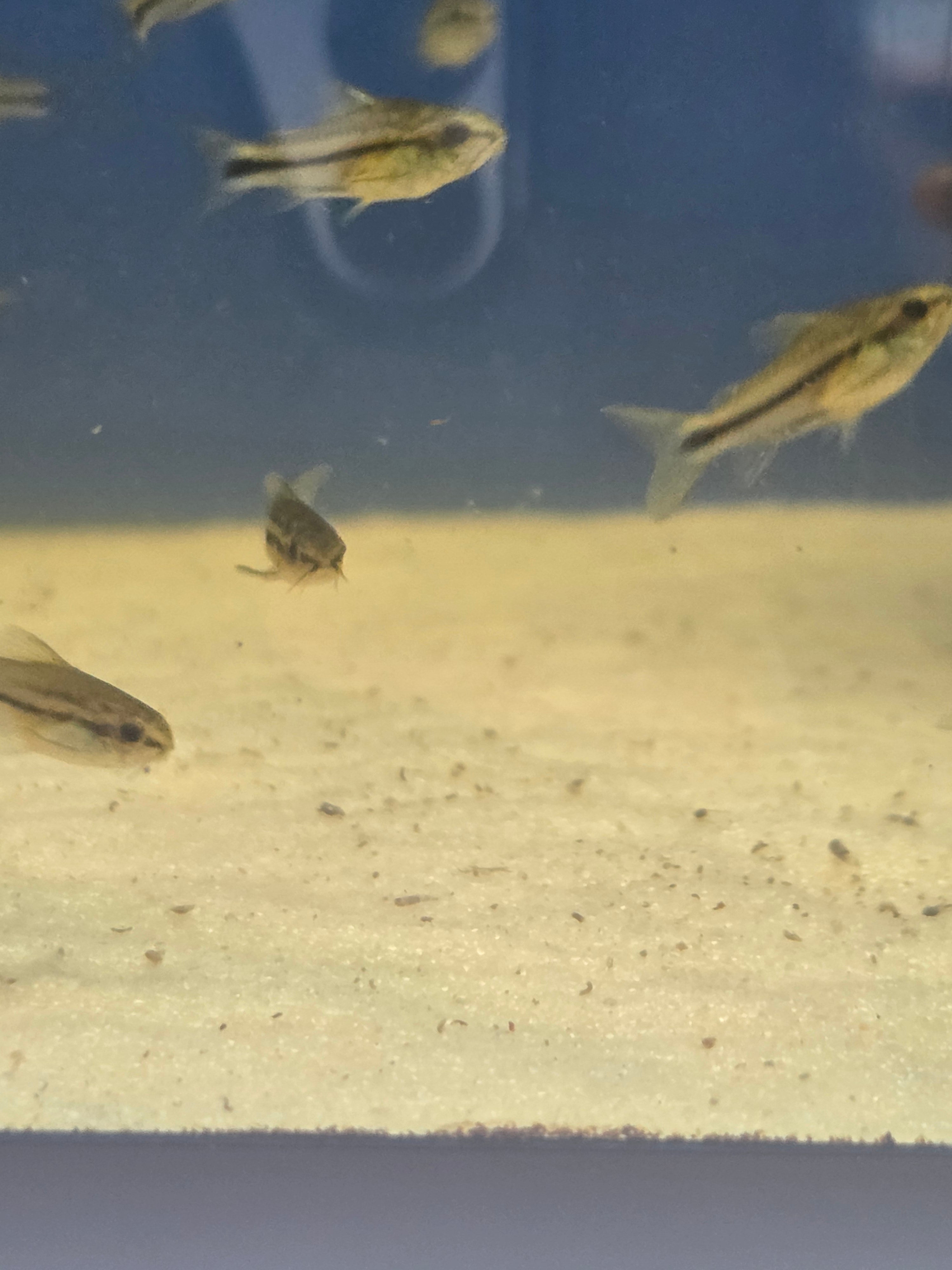 Pygmy Corydoras