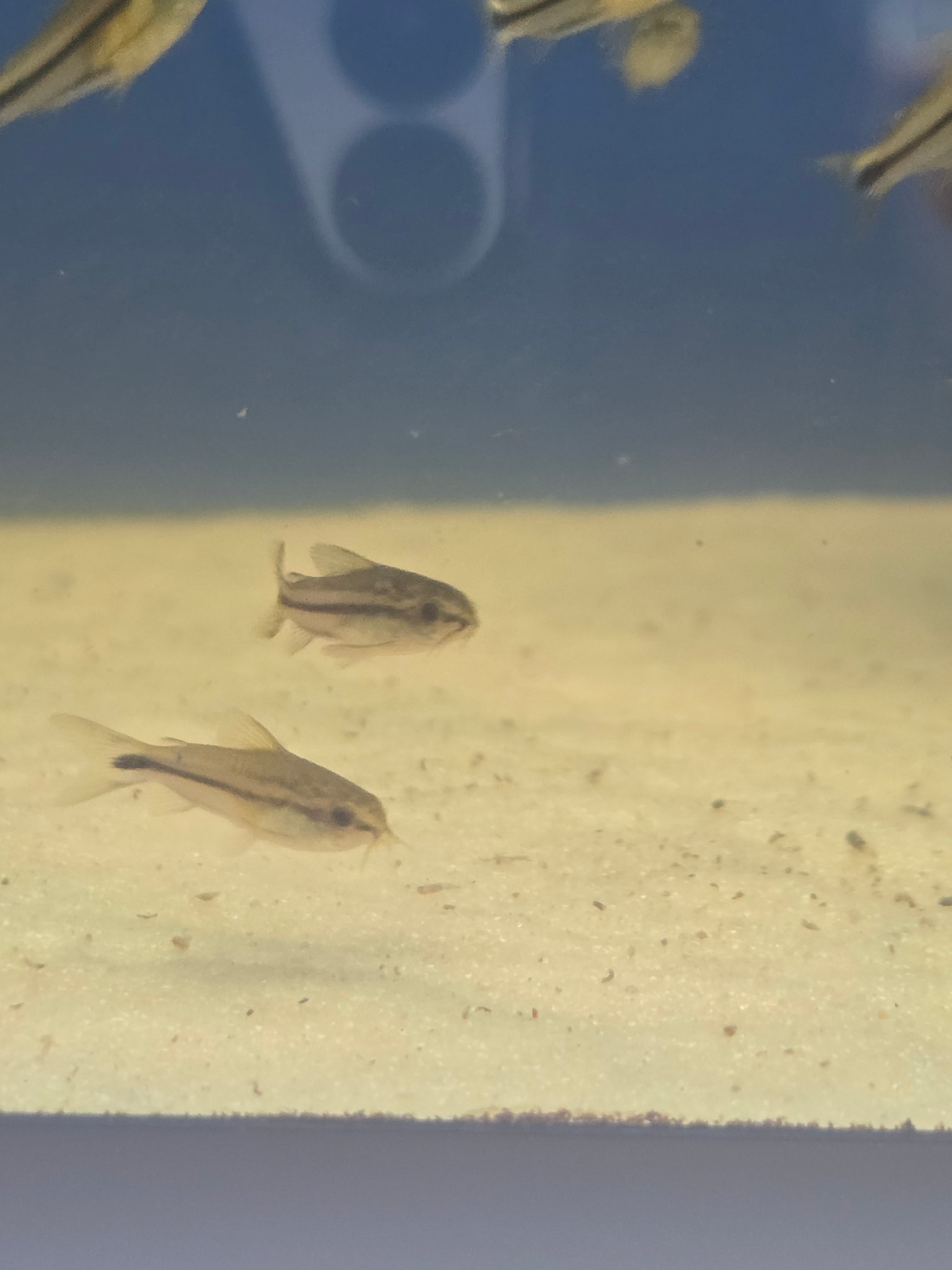 Pygmy Corydoras