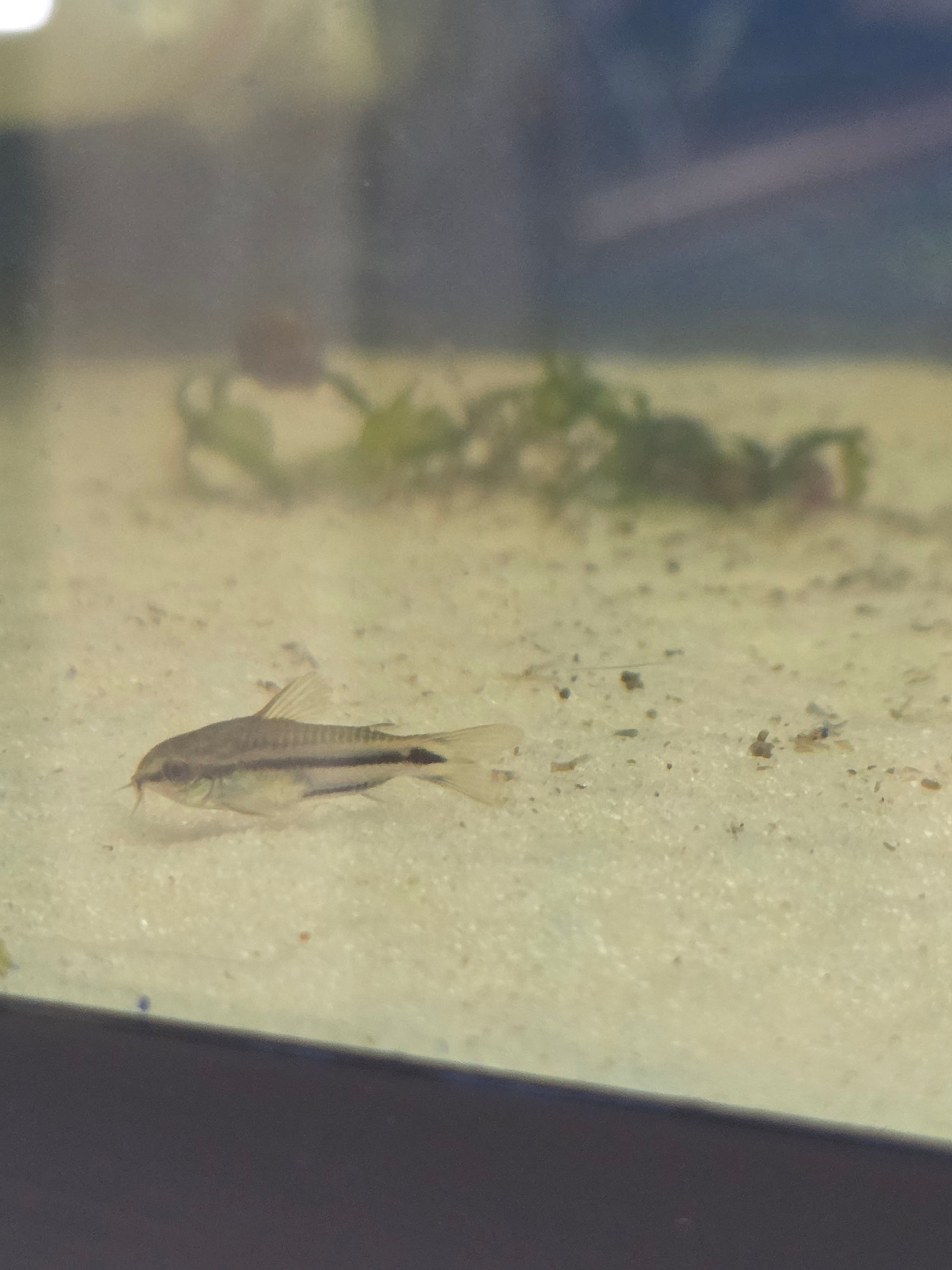 Pygmy Corydoras