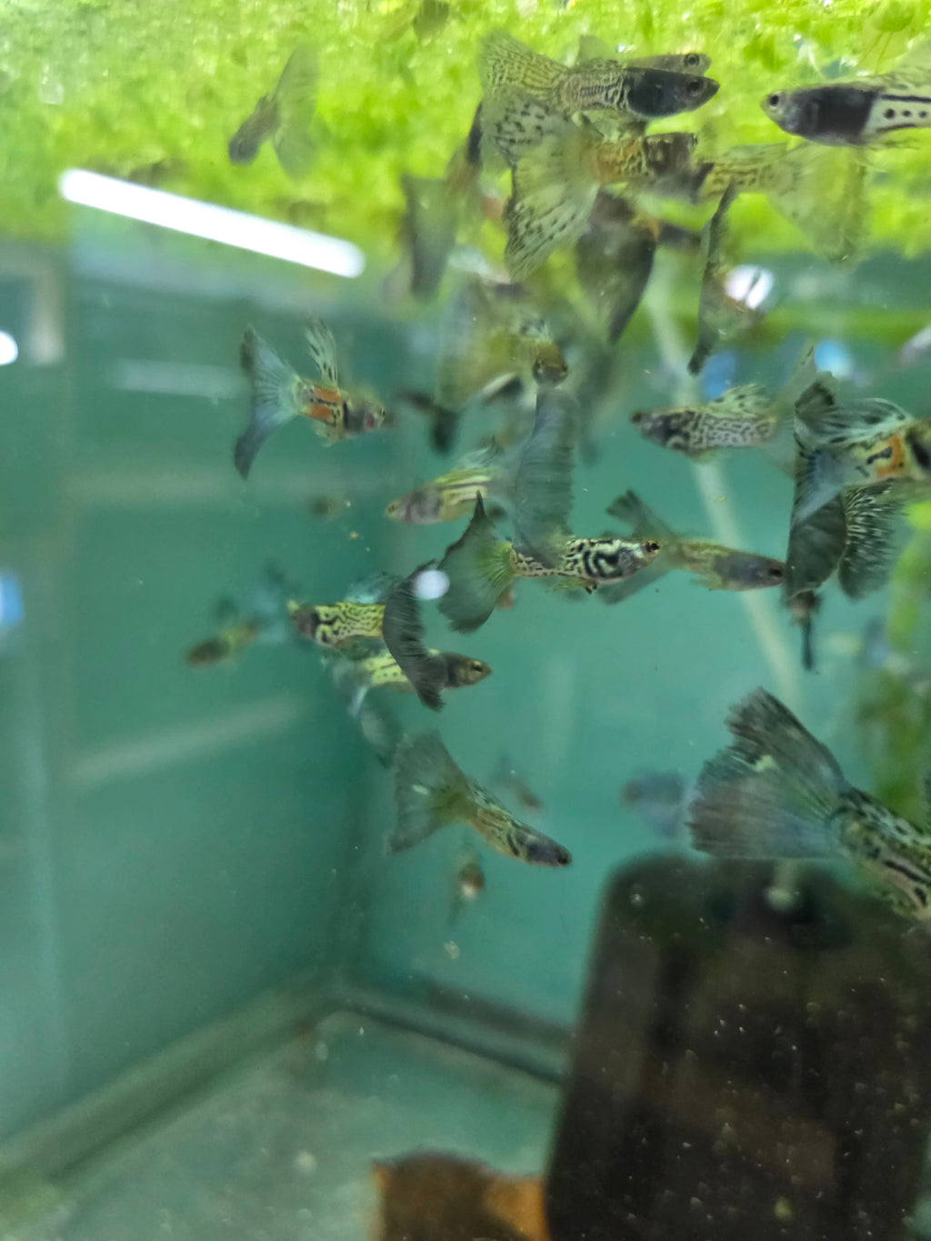Blue Snakeskin Males