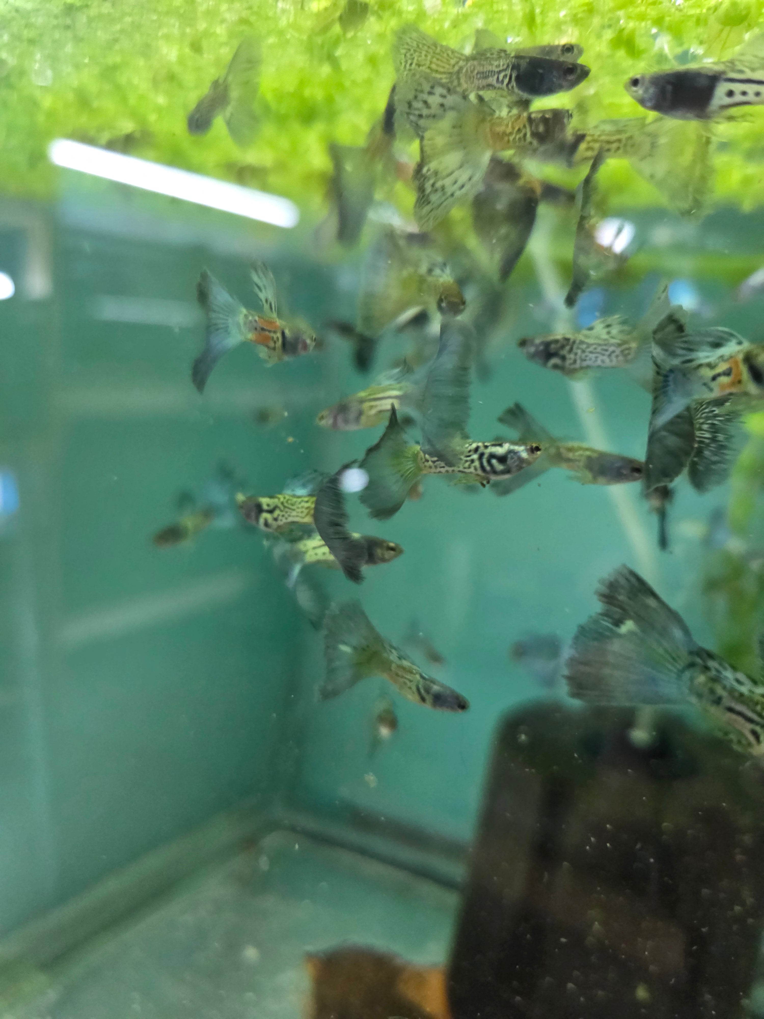 Blue Snakeskin Males