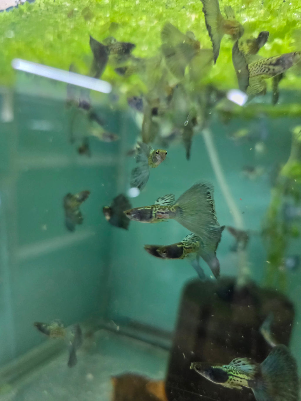 Blue Snakeskin Males