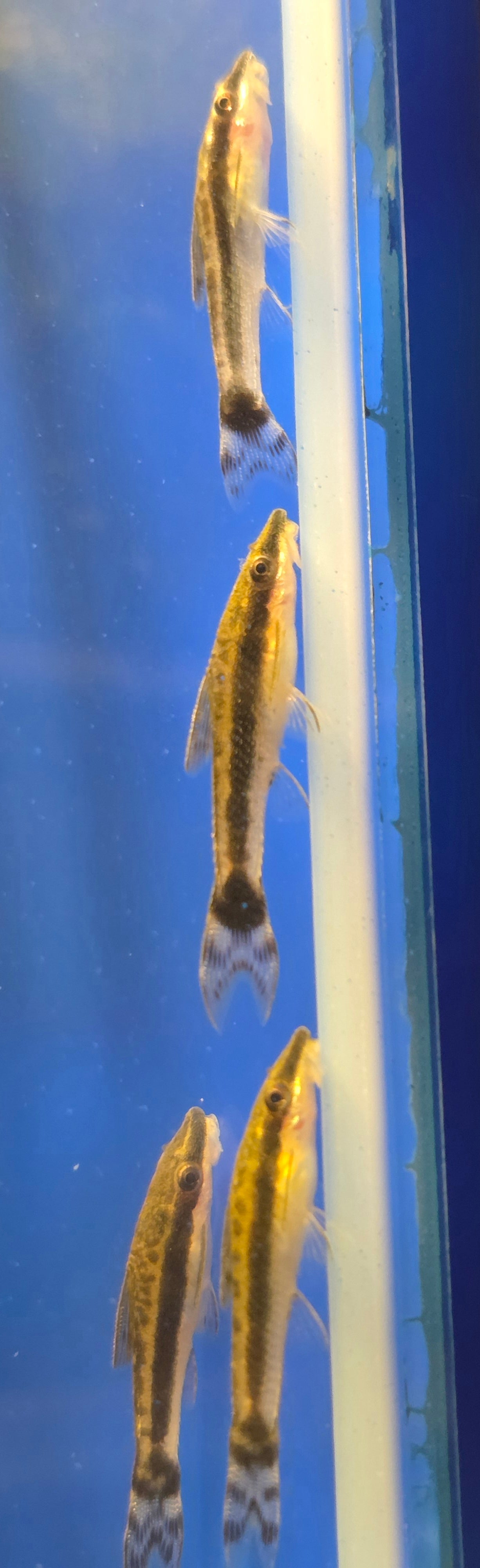 Otocinclus Catfish