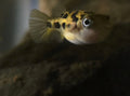 Pea Puffers