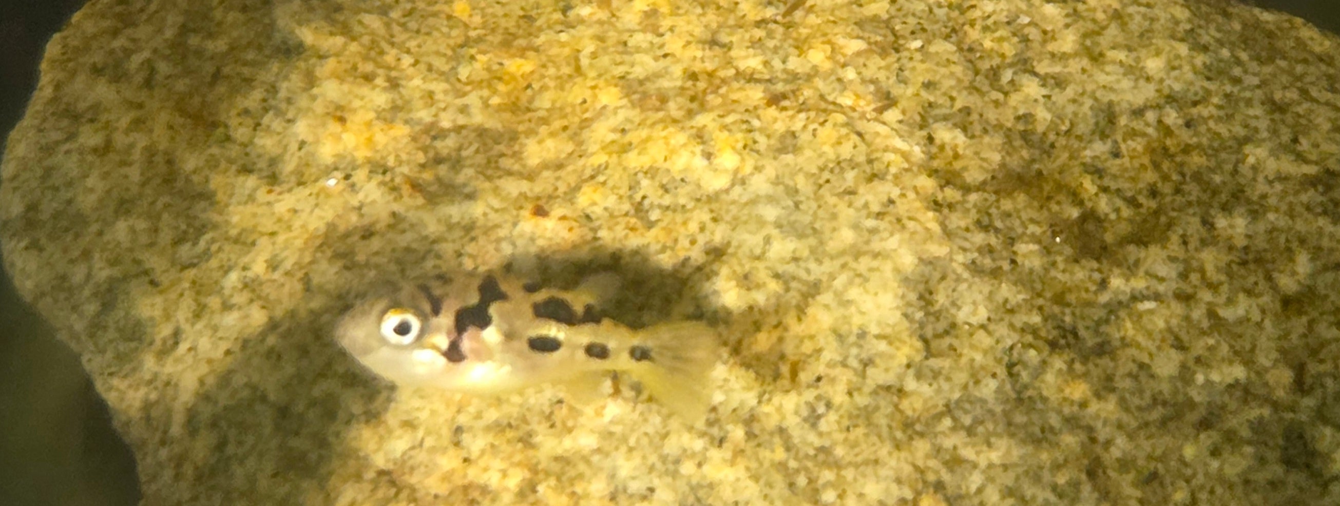 Pea Puffers
