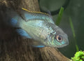 Electric Blue Acara