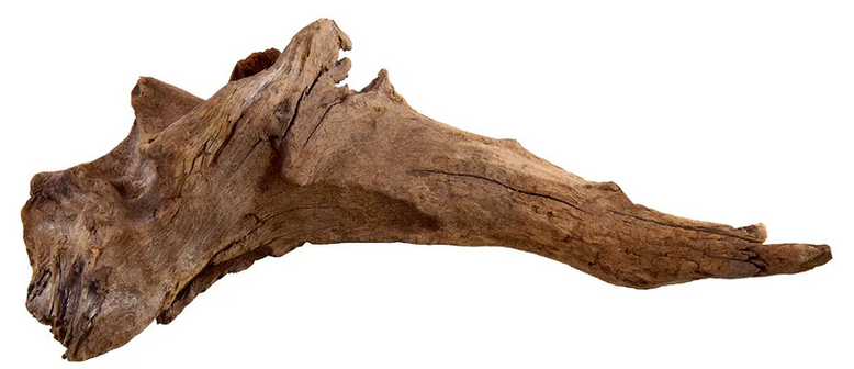 Kapas Root (small)