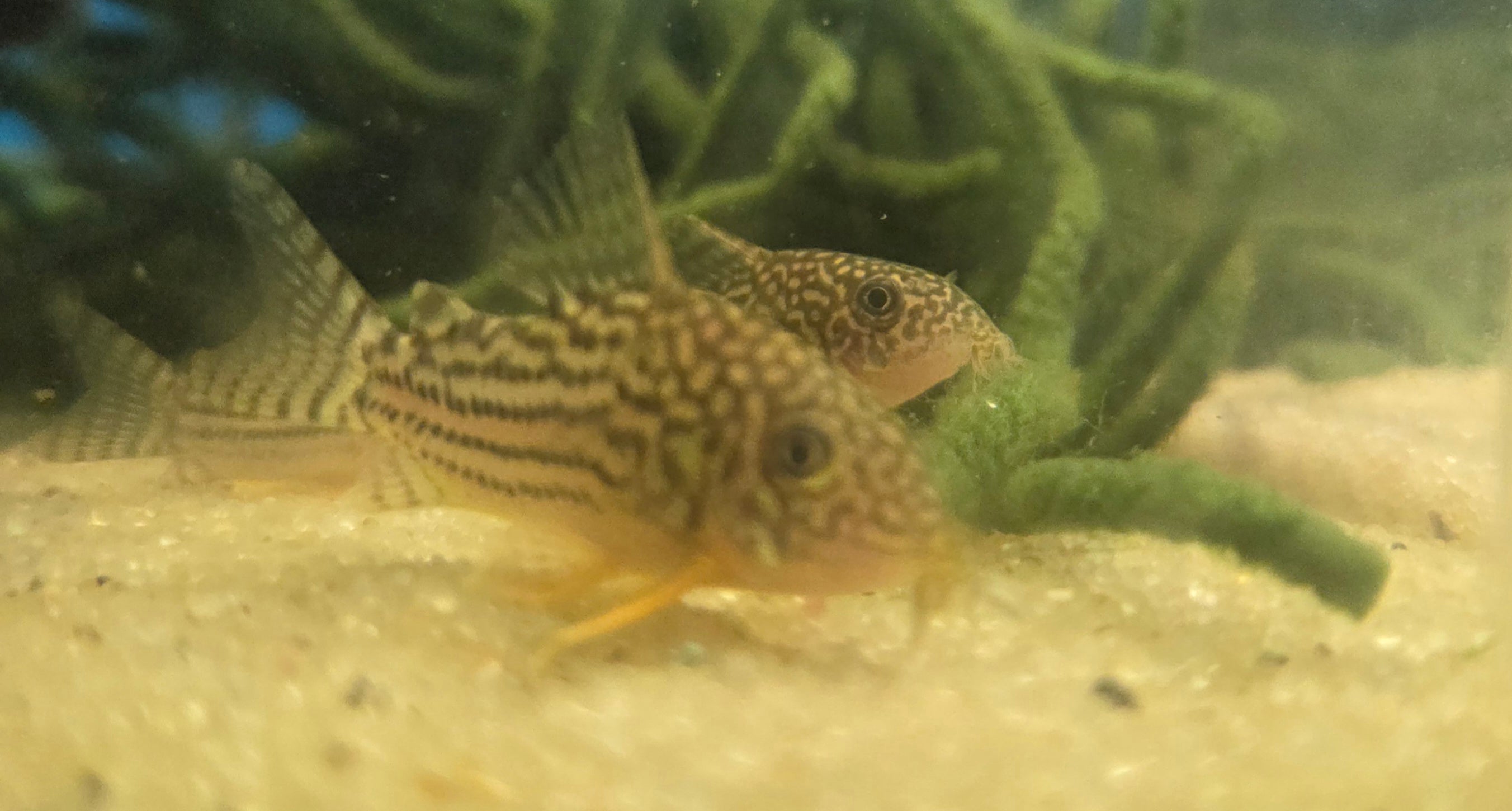 Sterbai Corydoras