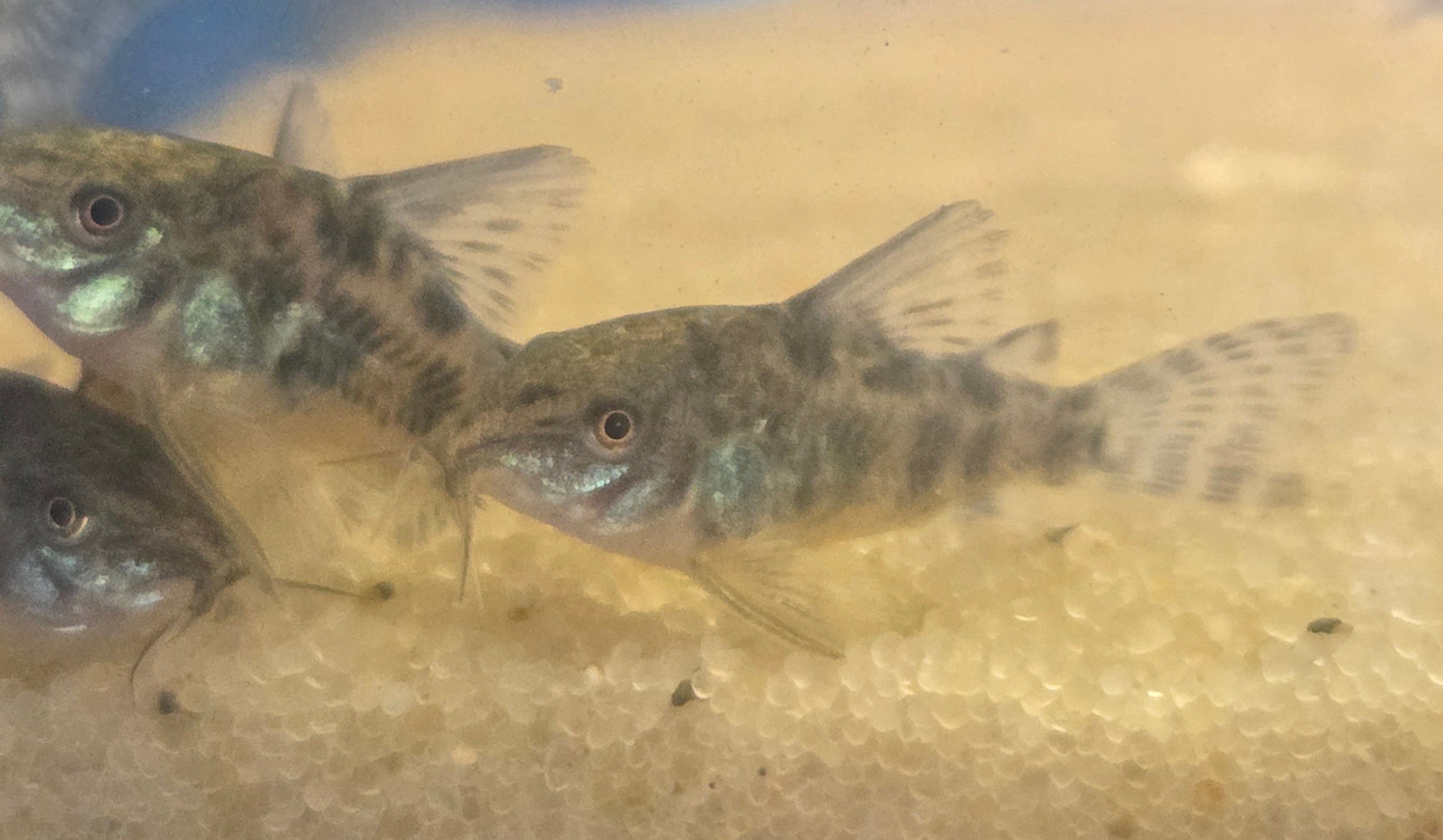 Peppered Corydoras