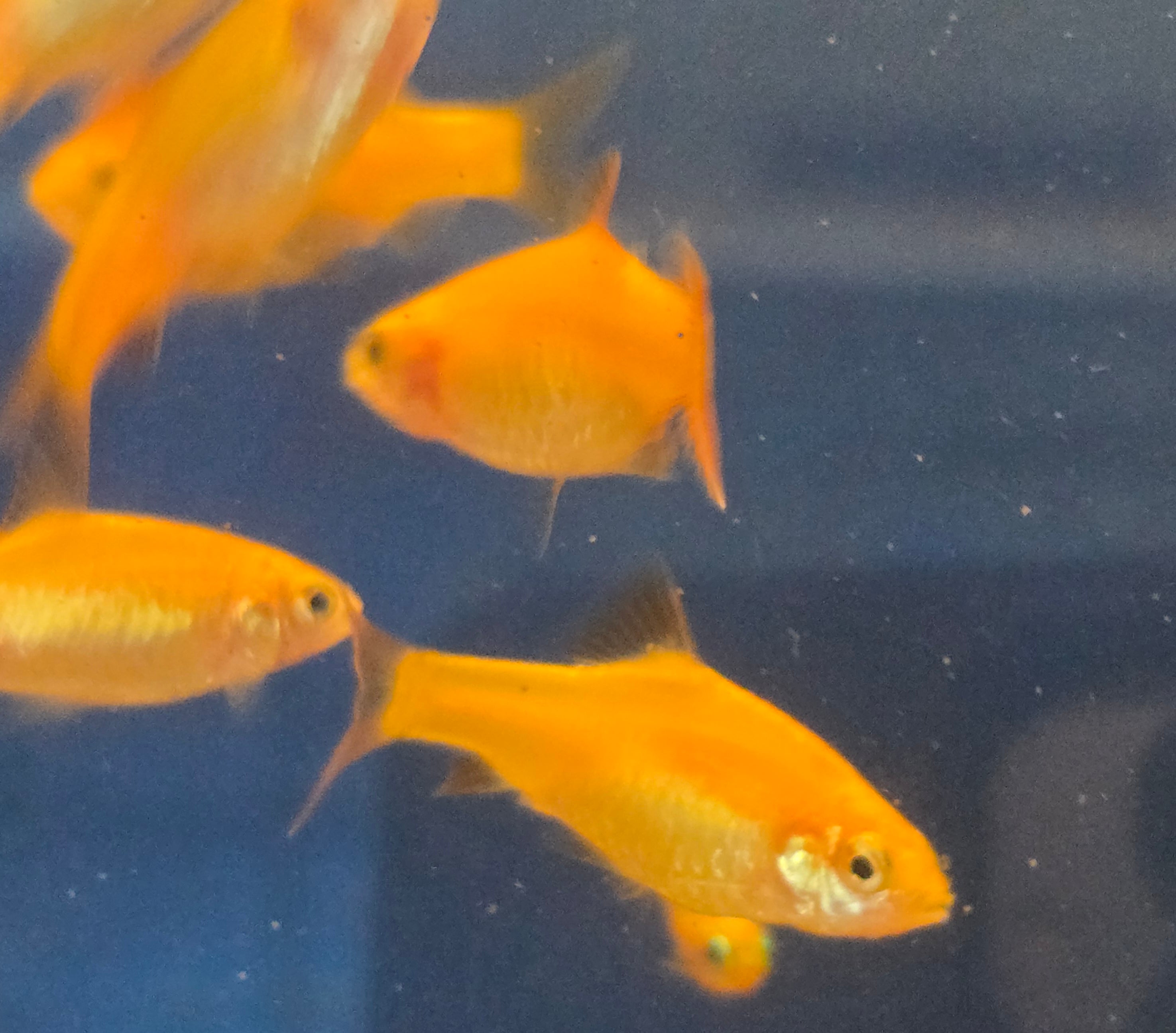 Gold Barb