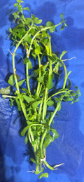 Bacopa Monnieri (moneywort)