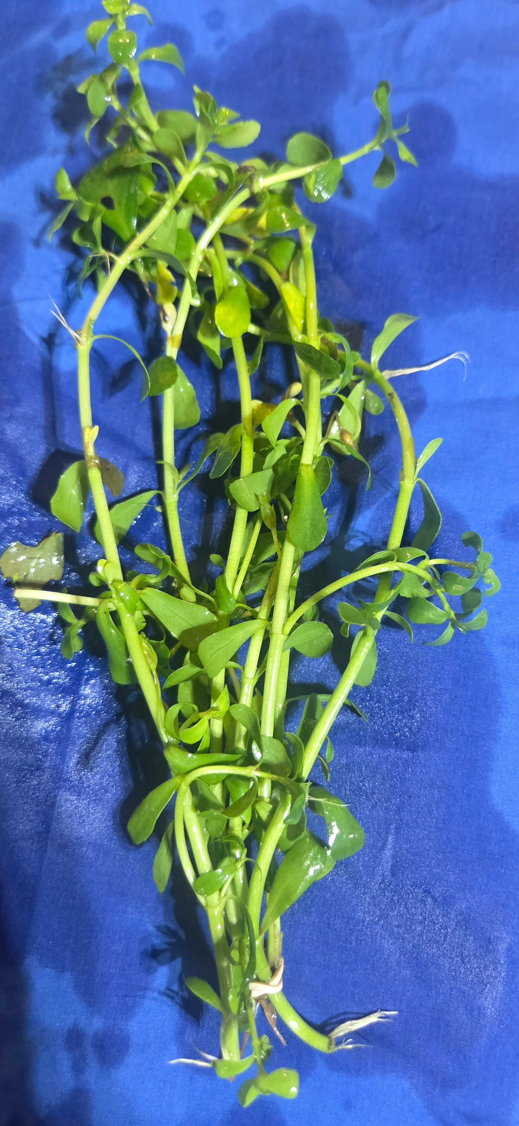 Bacopa Monnieri (moneywort)