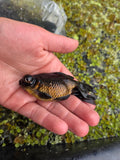Black Moor Goldfish