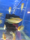 Gold Gourami