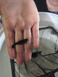 Black Molly