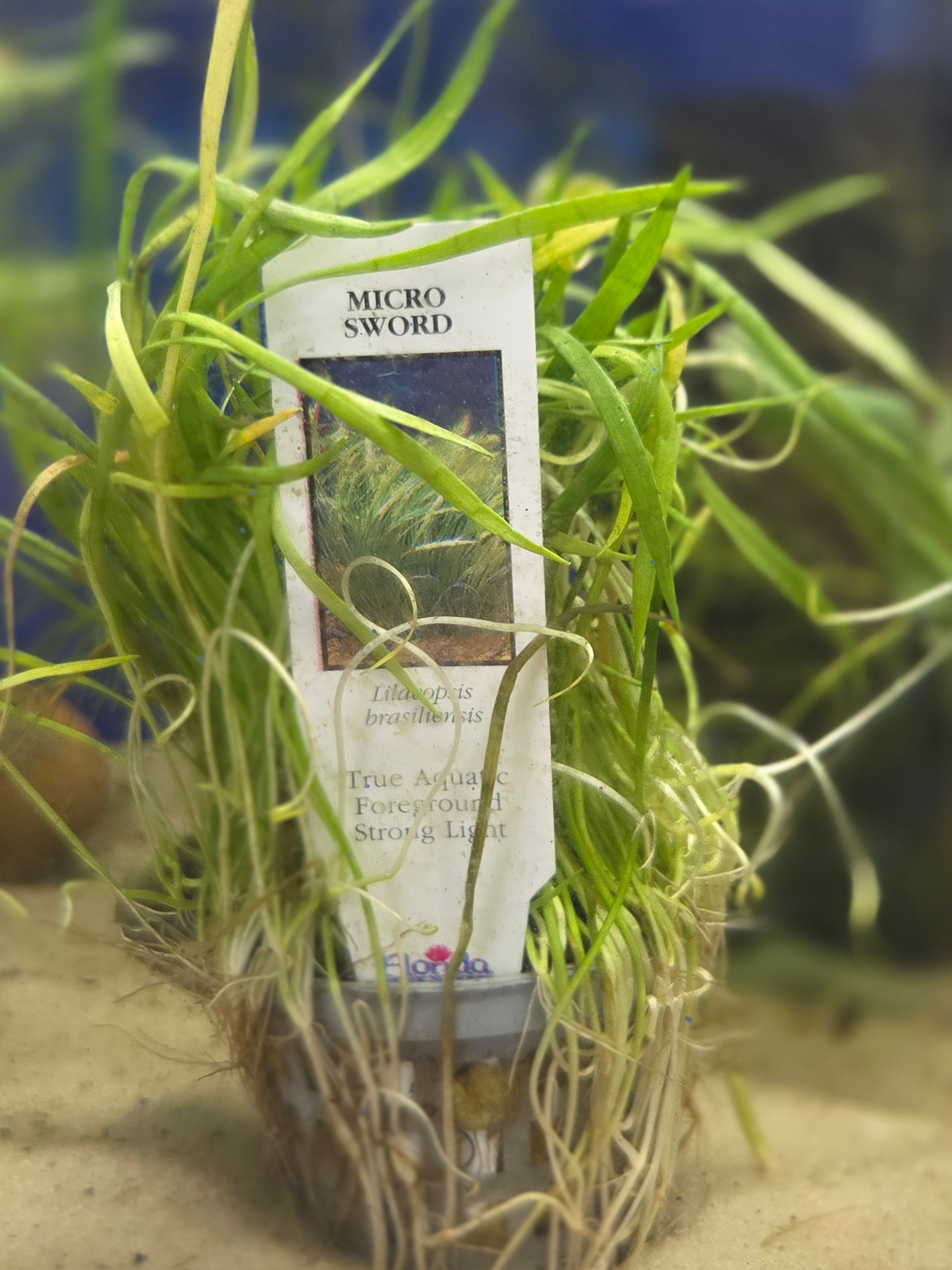 Micro Sword (potted)