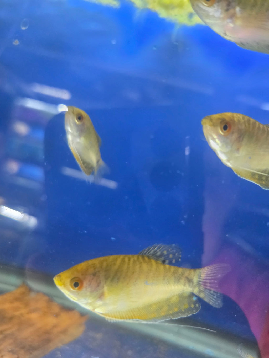 Gold Gourami