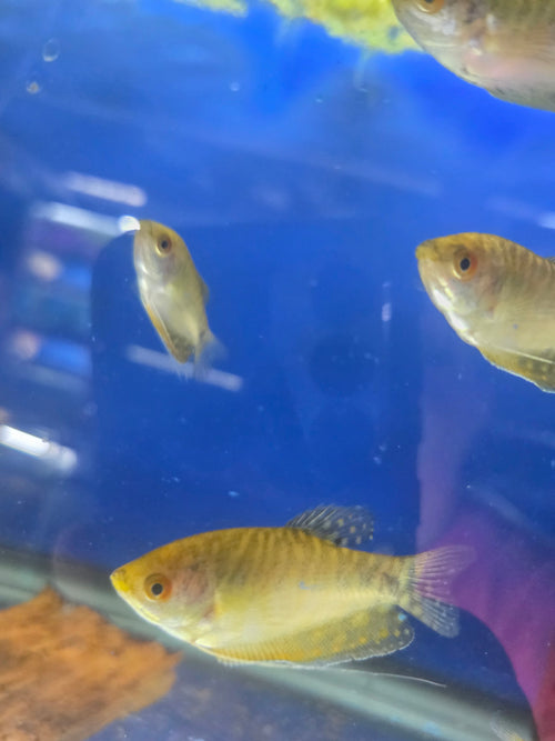 Gold Gourami