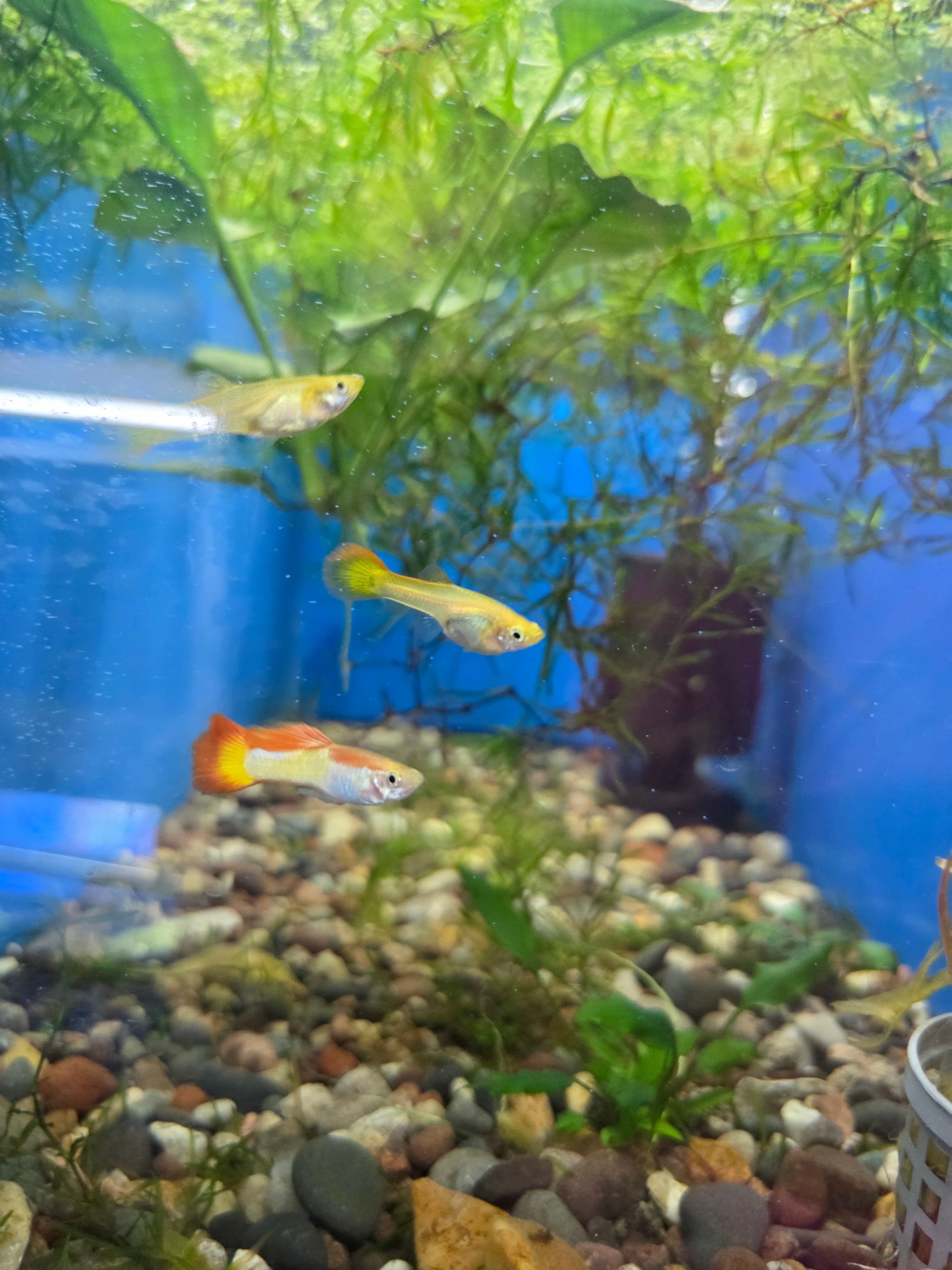 Tequila Sunrise Guppie