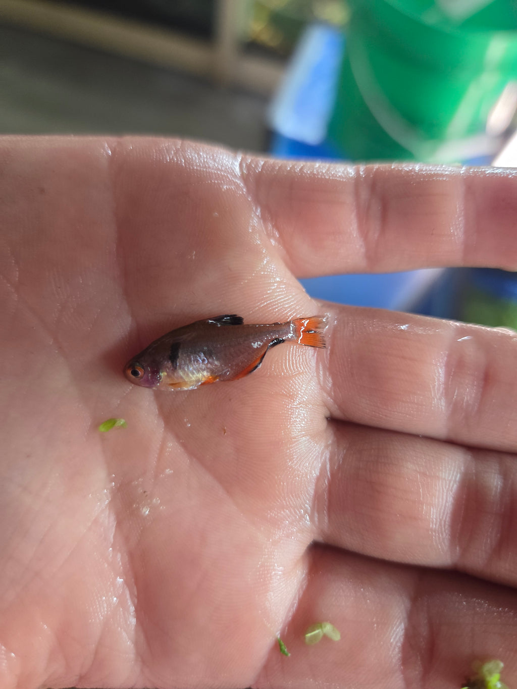 Serpae Tetra
