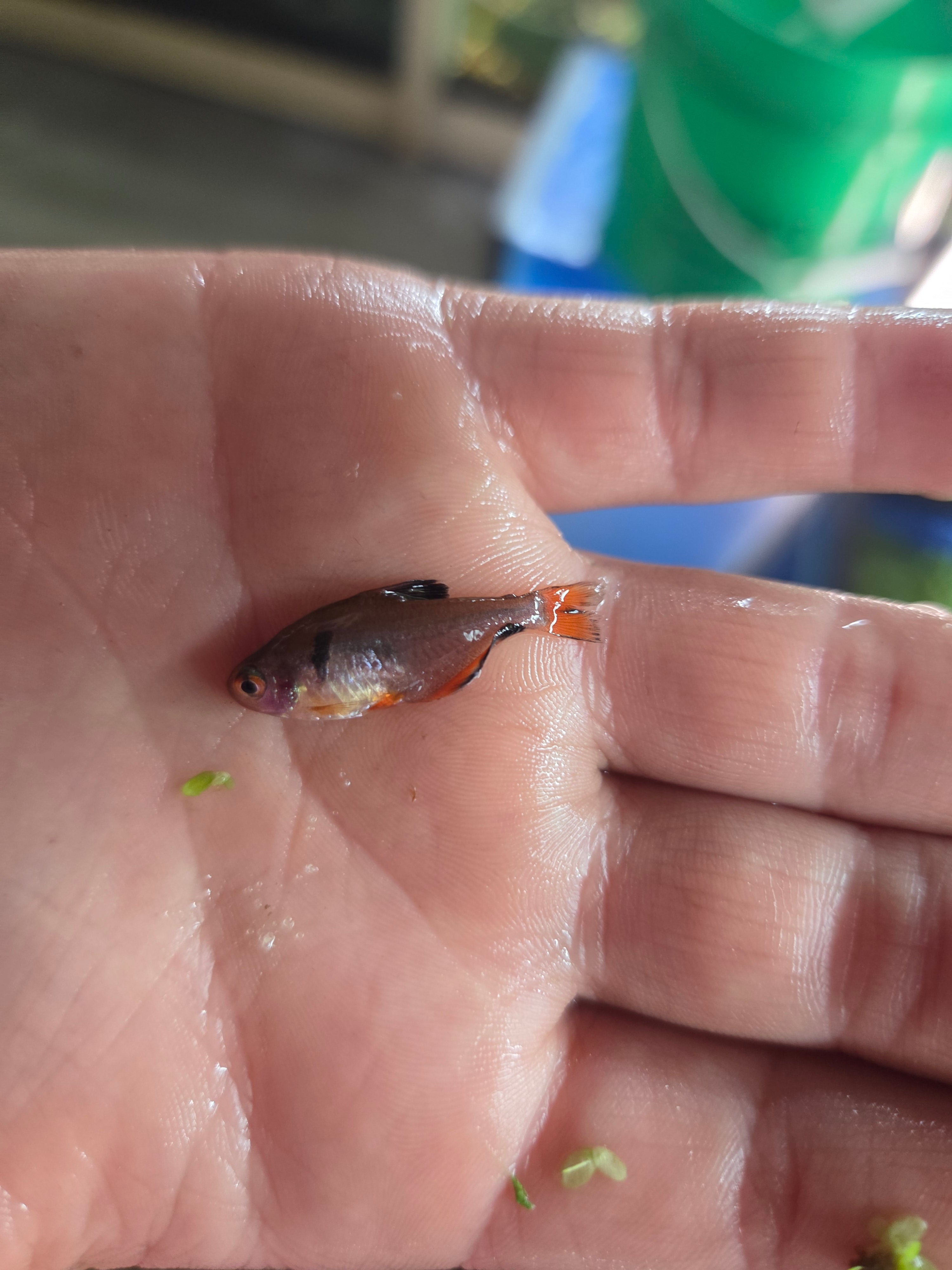 Serpae Tetra