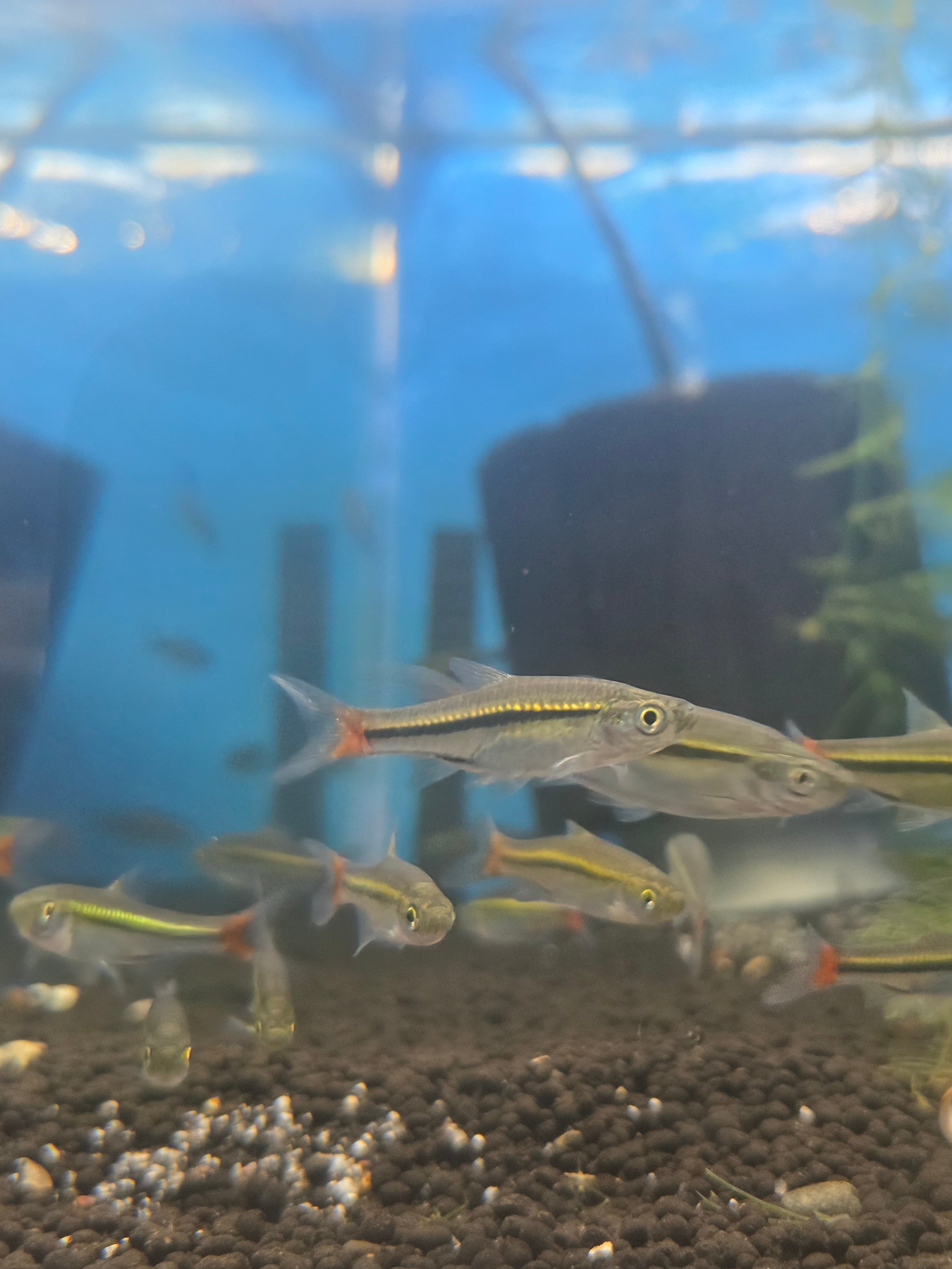 Brilliant Rasboras