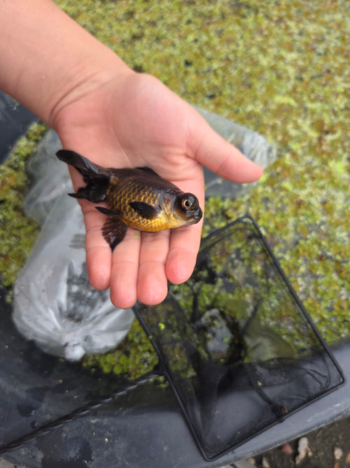 Black Moor Goldfish
