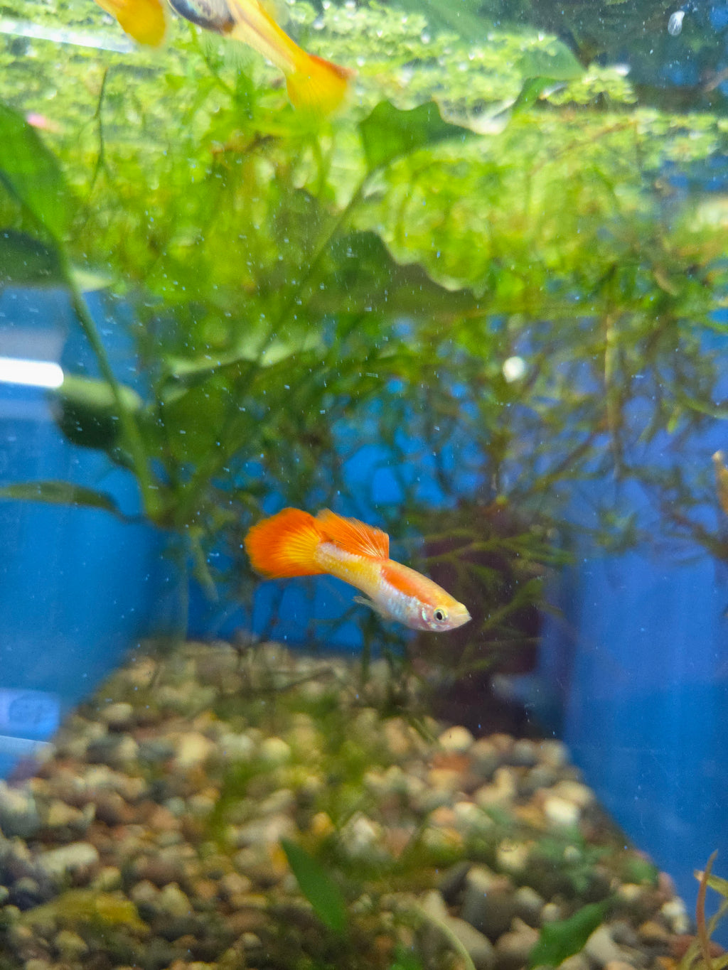Tequila Sunrise Guppie