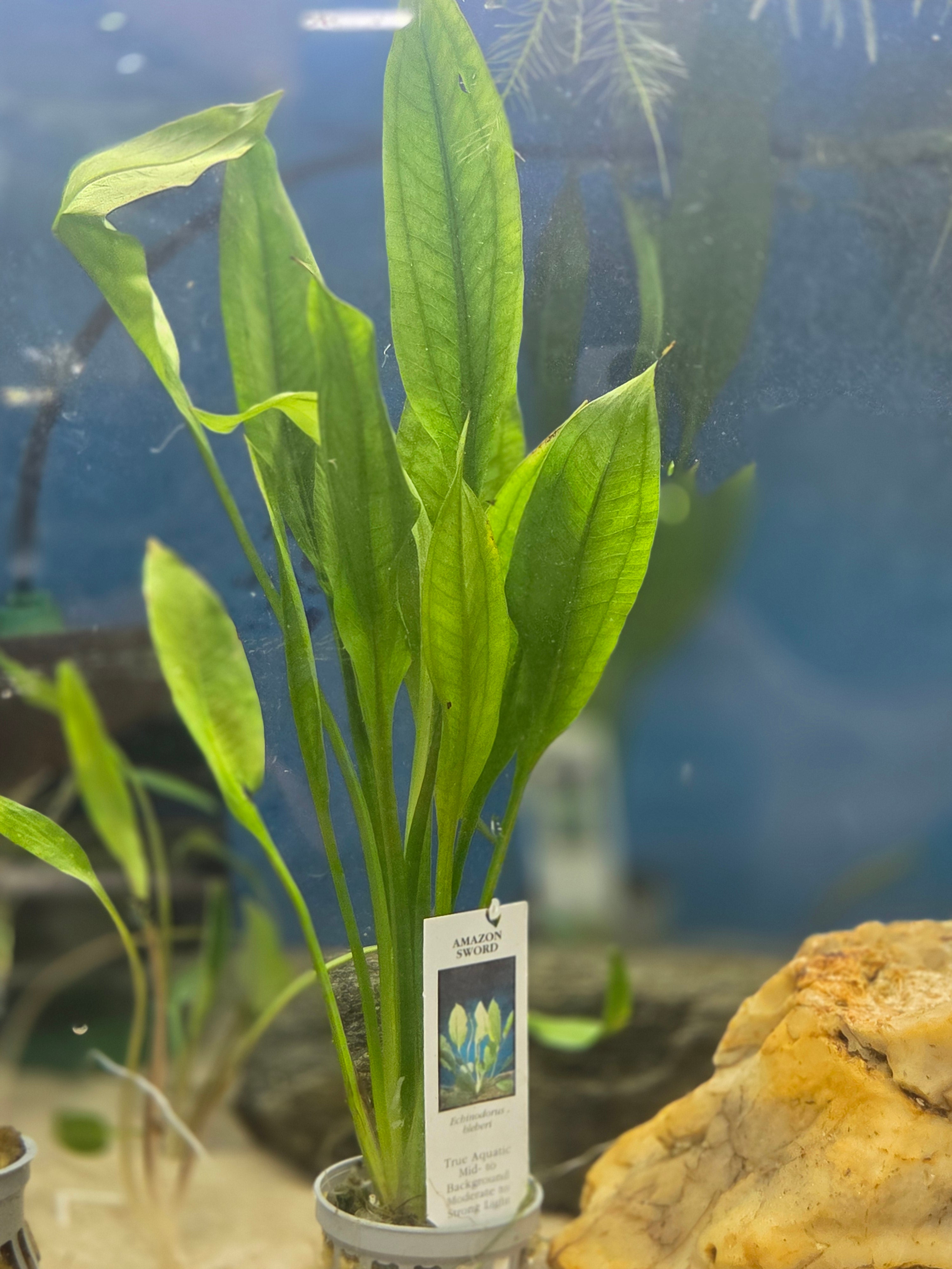 Amazon Sword (potted)