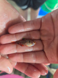 Serpae Tetra
