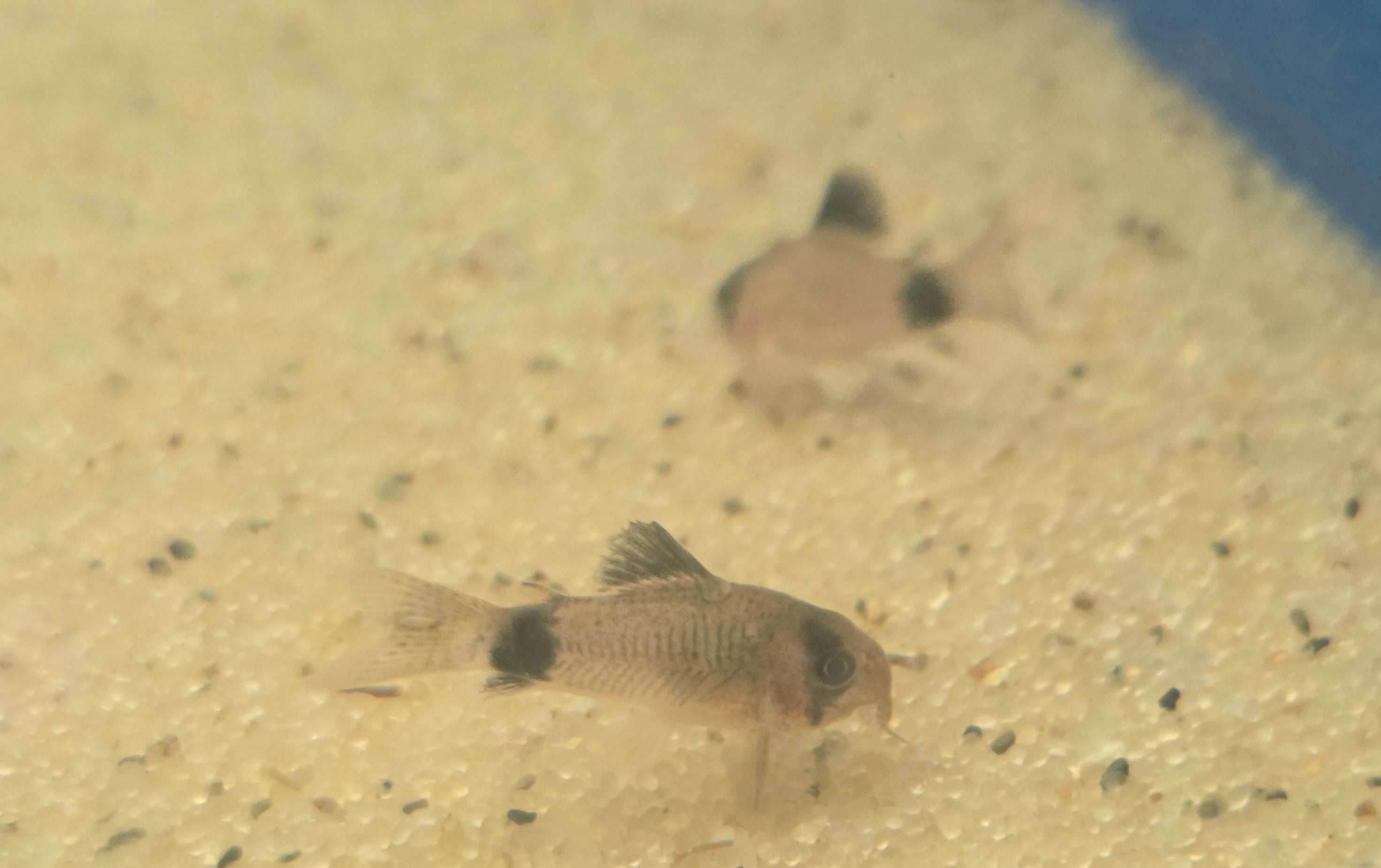 Panda Corydoras