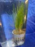 Dwarf Haigrass